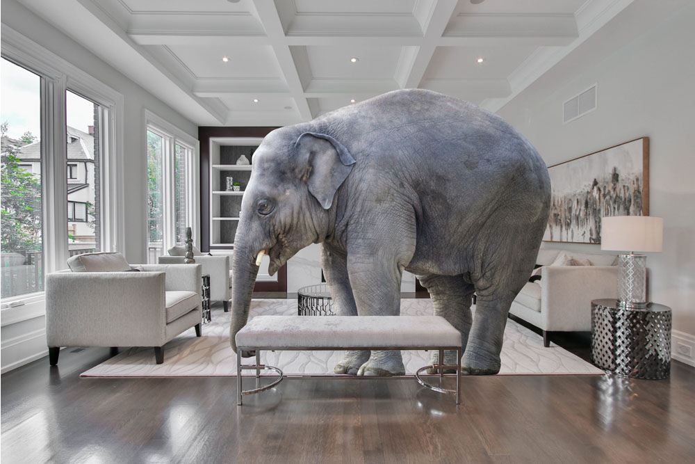 Photos by Sidekix Media and Kaffeebart on Unsplash modified to place the elephant in the room. Photos by Sidekix Media and Kaffeebart on Unsplash modified to place the elephant in the room.